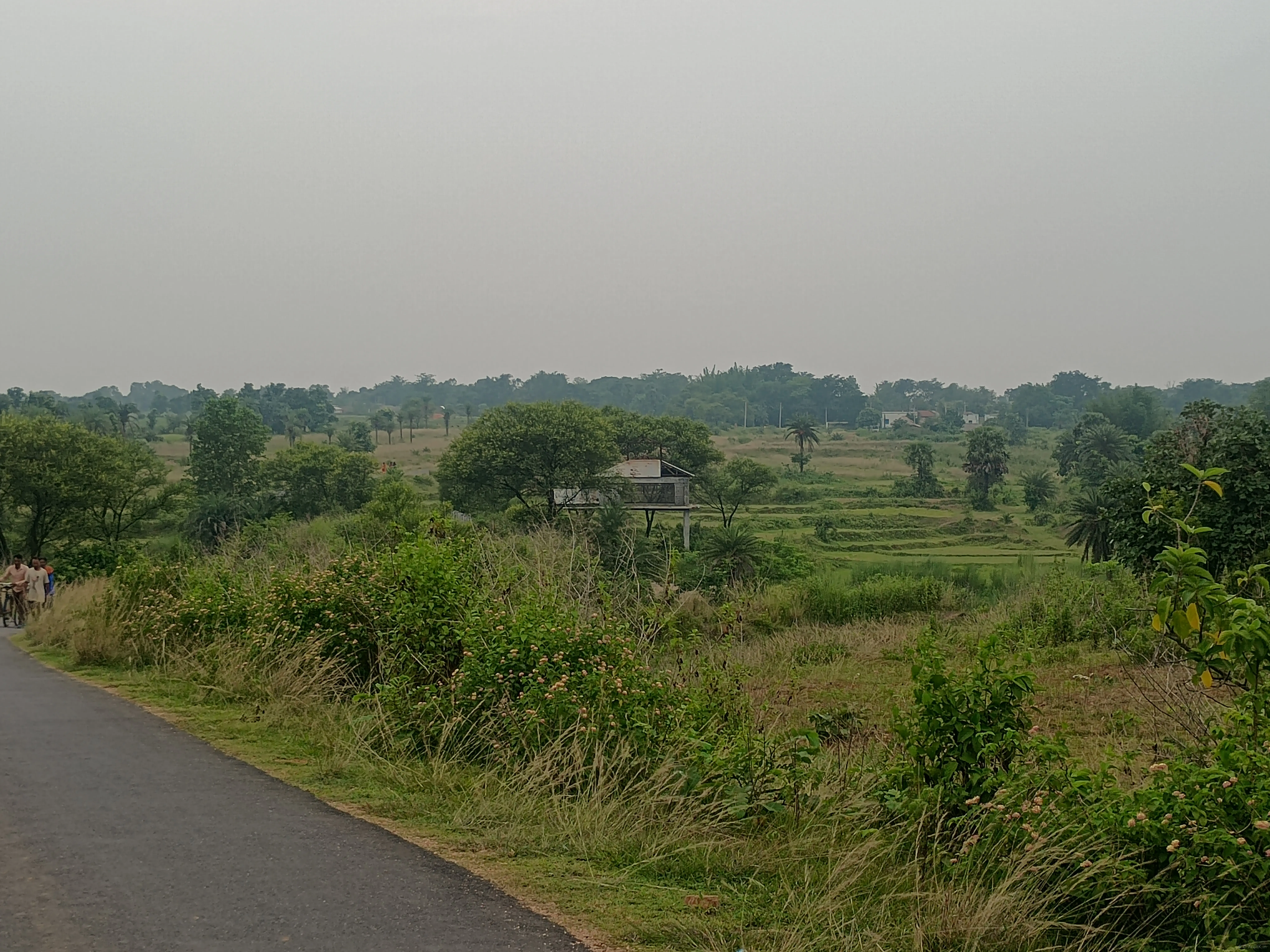Landscape view at Paharpur on a June afternoon