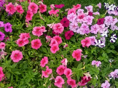 Outdoor