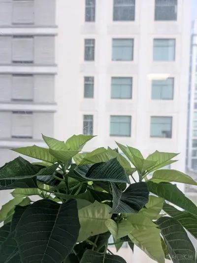 Indoor