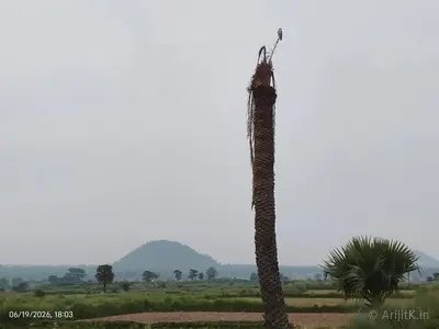Bird on a dead palm